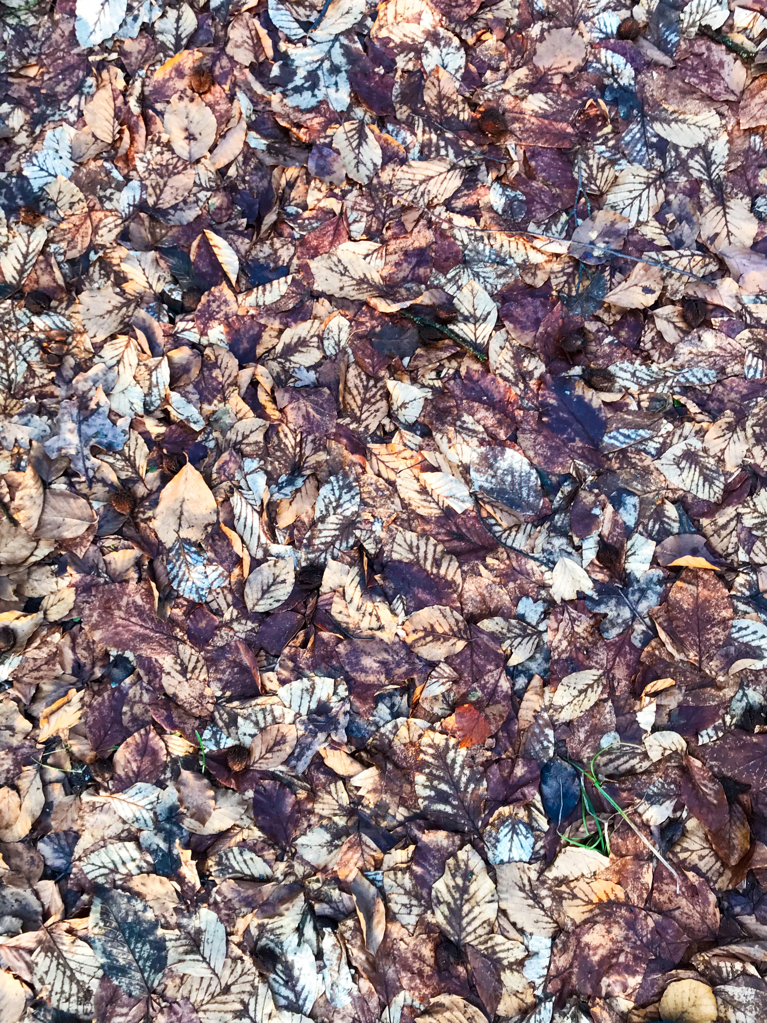текстура из листьев